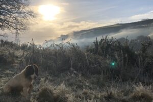 Dog watching misty sunrise