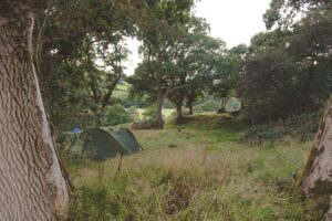 Tents pitched in the woodland